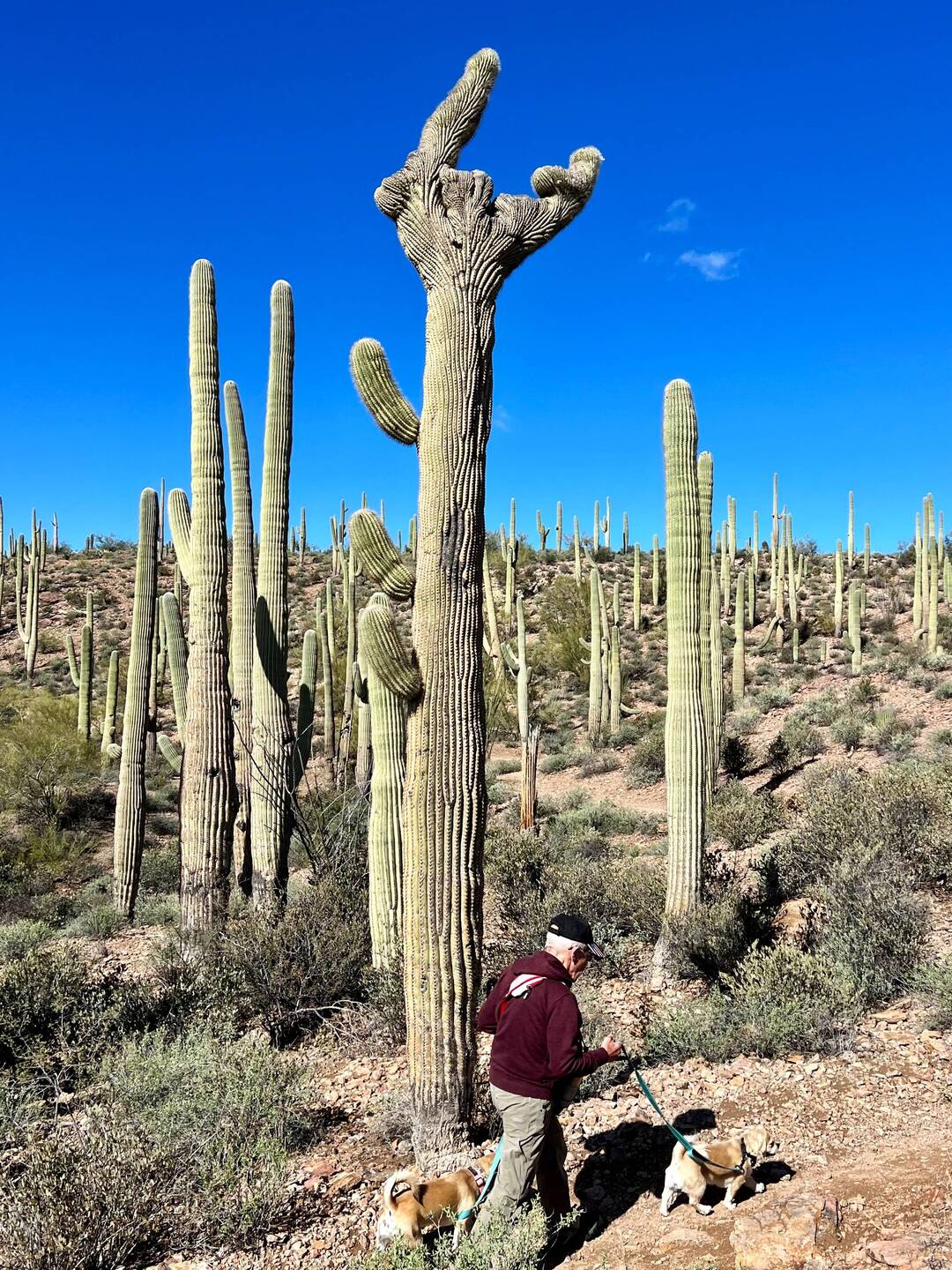 Crested Saguaro at top