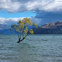 THAT Wanaka Tree