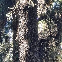 Monarchfalter am Stamm eines Oyamelbaumes