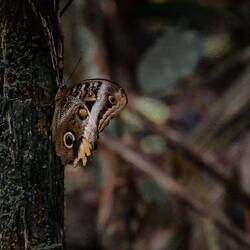 Grosser Eulen-Schmetterling