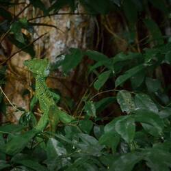 Jesus-Christus-Echse