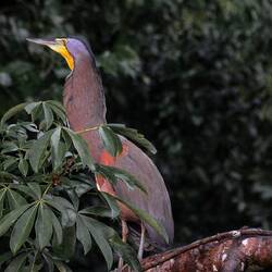 Dieser Reiher steht den Brüllaffen im Ton in nichts nach.