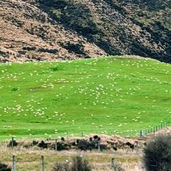 Sheep, sheep, sheep