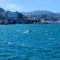 Dolphins at the waterfront!