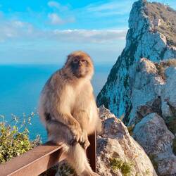 Wie lässig er post 😉😂🐒