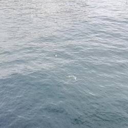 Schwimmende Pinguine beim Befahren der Insel