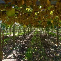 Kiwi orchard (look much like grape vines)
