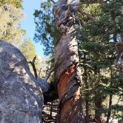 Wanderung von Idyllwild über die Devil's slide