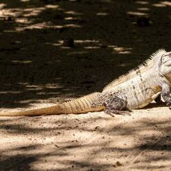 Large Iguanas