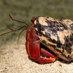 Hermit Crabs (so many)