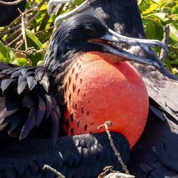 Displaying Frigate Bird