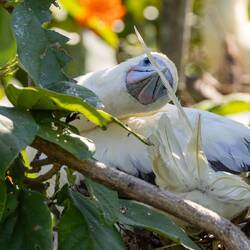 Moulting Red Footed Boobie
