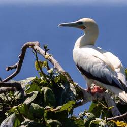 Red Footed Boobie