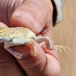 Diese kleine Eidechse ...