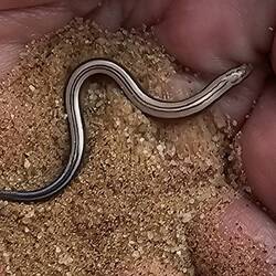 Diese kleine Blindschleiche hatte ich auch auf meiner Hand.