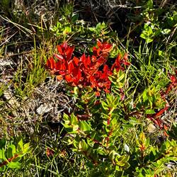 Selten, eine rote Blume