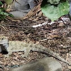 Tuatara, NZ living fossil