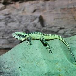 Chinese Water Dragon