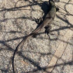 Wir entdecken unendlich viele Eidechsen auf unserer Wanderung.