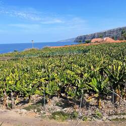 Wir wandern an unzähligen Bananenplantagen entlang; alle eingezäunt.