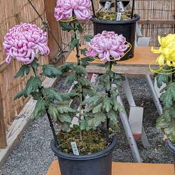 Un plant avec 3 ramifications pour 3 fleurs