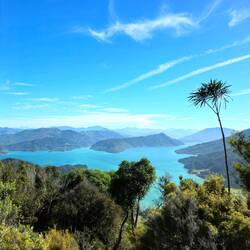 Aussicht über den Kenepuru Sound