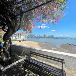 A color full tree in front of the modern skyline Casco Viejo, Panama City