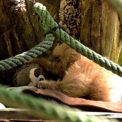Verletztes Faultier kuschelt mit Plüsch-Faultier.