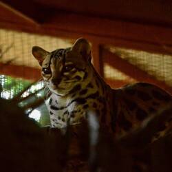 Langschwanzkatze im Rescue-Center.