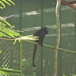 Achtung, laut! Dieser Brüllaffe macht seinem Namen alle Ehre.