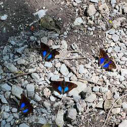 Butterflies in San Lorenzo