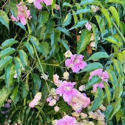 Pretty flowers everywhere, it is summer after all.