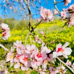 🌸🤍🌸🤍🌸🤍🌸🤍