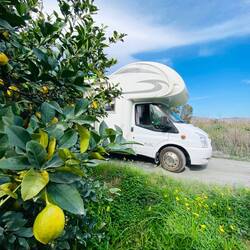 Molly zwischen Zitronen 🍋🍋🍋