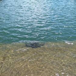 Local eagle ray chilling on the ramp