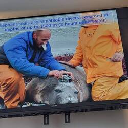 Erster Vortrag über Robben und Seelöwen von Alan