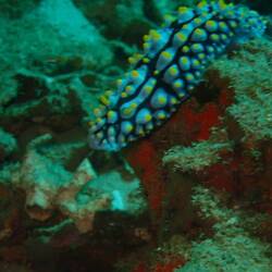 Nudibranch