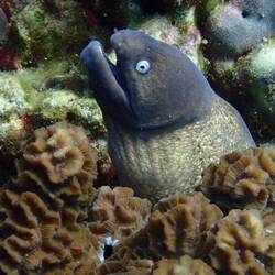 Moray