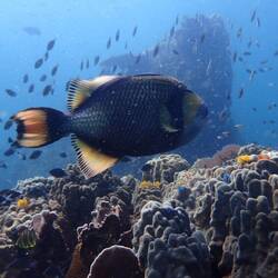 Titan Triggerfish, can be very territorial