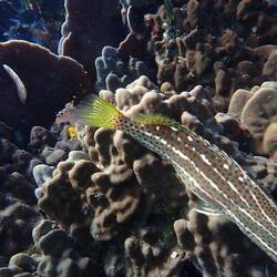 White lined rock cod