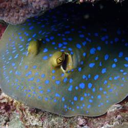 Blue spotted stingray