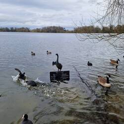 A statue to George the Goose who lived on The Mere and recently died of old age