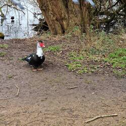 A muscovy duck