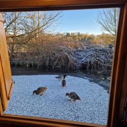 The ice saved the ducks from having to dive for their corn!