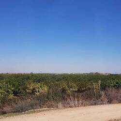 ...Obstplantagen ohne Ende