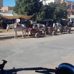 Die Pferdespediteure warten auf Ladung in Rommani