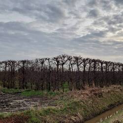 Wie in der Eifel, hohe Buchenhecken!