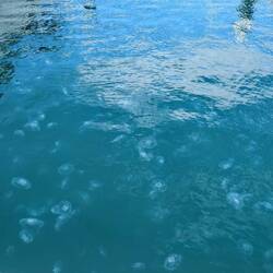 Swarms of jellyfish throughout the marina