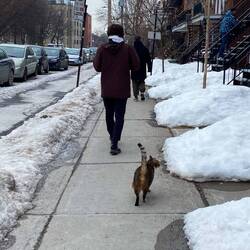 Die vierte Katze die ich in Kanada entdeckt hab