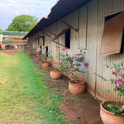 Newcastle Waters cattle station